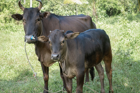 Two cows standing together In the green field