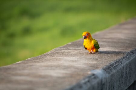 little Yellow body parrot with blue wings and Forest background