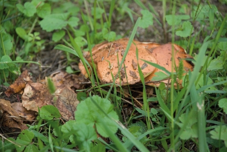 Porcini on the lawn