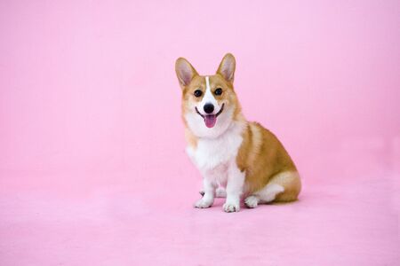 adorable welsh corgi dog smile and sitting on pink background. cute puppy waiting for playing.friendly dog waiting for ownerの写真素材