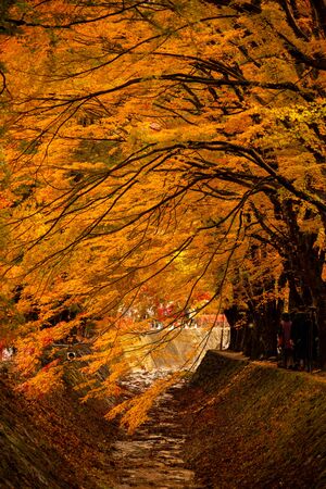 yelow maple leaves tunnel in Kawaguchiko in autumn season.
The fresh morning atmosphere of autumn.
Beautiful maple tunnel in autumn Is a popular tourist destinationの写真素材