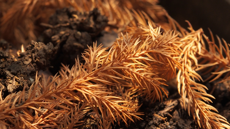 Nature Lightの写真素材