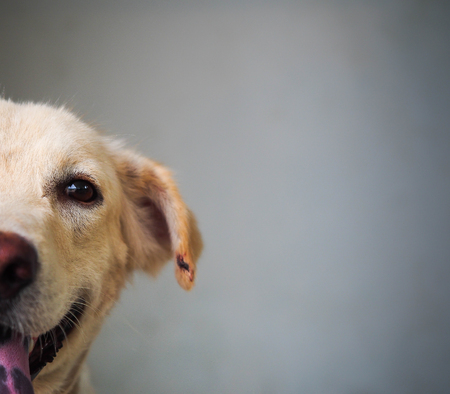 The happy dog everの写真素材
