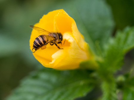 The bee is carrying the pollen and attaching to its legs.の写真素材