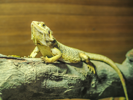 The yellow tree lizard is raising it face up with the eyes looking forward to us. Its skin shows the pattern of the sharp spike around itself.の写真素材