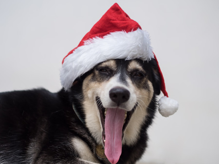 The Santa Claus dog is sleepy, she open her mouth so big for yawning with the long pink tongue such a nice moment to catch up during holidays of christmasの写真素材