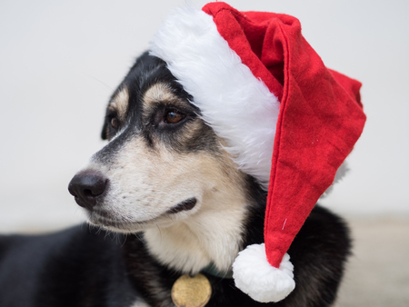 A black dog with red Santa Claus on her head is kind of curious with the sound she heard. Merry Christmas.の写真素材