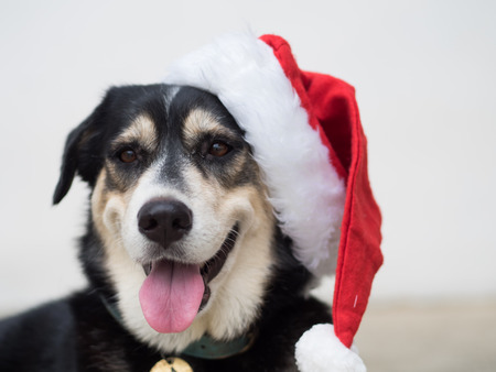 An cute adorable dog wearing Santa hat for being Santa Claus during Christmas holidays. An isolated dog on white background with copy space. This dog looks so happy with her smileの写真素材