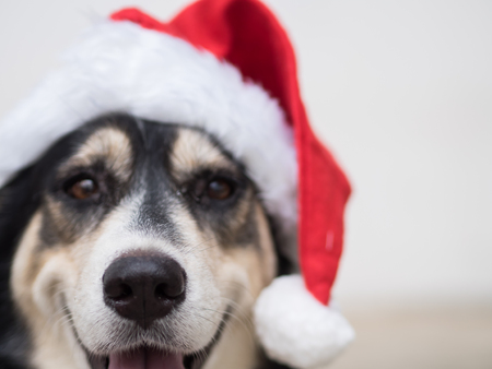 The selective focus on a nose of the cute dog with the red Santa Claus hat. This dog is kind of happy with her smile during Christmas time.の写真素材