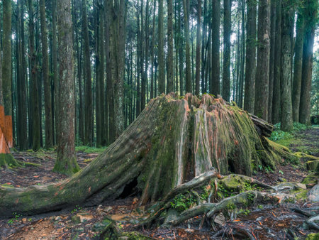 The left of cut ancient trees in the forest of Alishan National Reserve Area, Taiwan