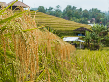 The step paddy rice terrain in rural area of Southeast Asia region.の写真素材