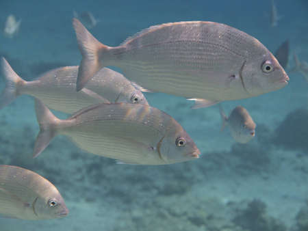  Gulf of Eilat coral fish supposedly Lethrinus nebulosus Red Seaの写真素材