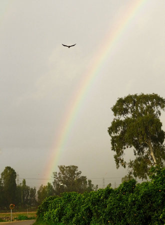 Rainbow over the garden before the rainの写真素材