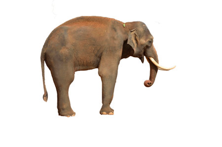 The Jerusalem Biblical Zoo african animals elephant on white backgroundの写真素材