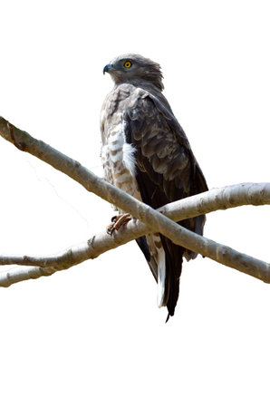 The Jerusalem Biblical Zoo bird of prey falcon on white backgroundの写真素材