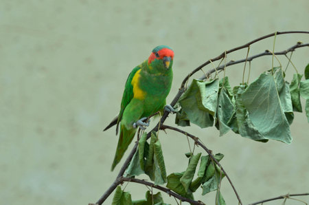 The Jerusalem Biblical Zoo animals parrot lory