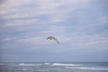 Seagull Bird flying over Ocean Beach close to sunsetの写真素材
