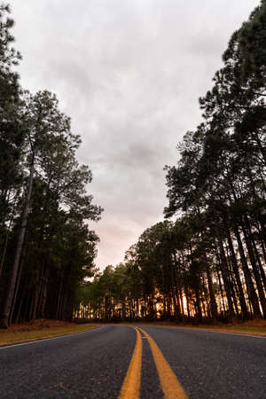 Empty Road twisting through a forest in North Carolina at Sunsetの写真素材