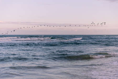 line of Birds fly over Ocean by a sand beach in North Carolinaの写真素材