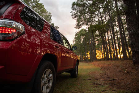 Rear view of red suv car parked in pine forest at sunset