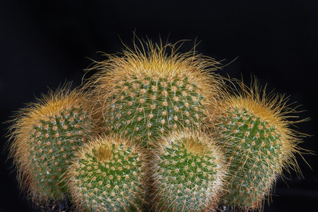 Detailed view of cactus on a black backgroundの写真素材