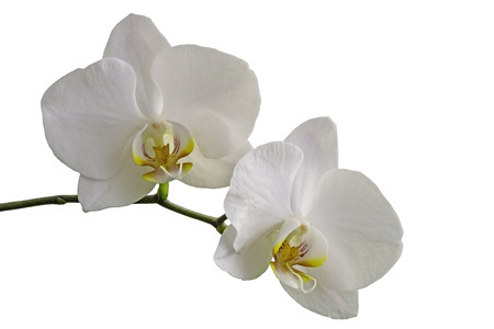 Close-up view of two orchids with white blooms and yellow center on white backgroundの写真素材