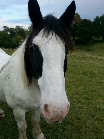 Horseの素材