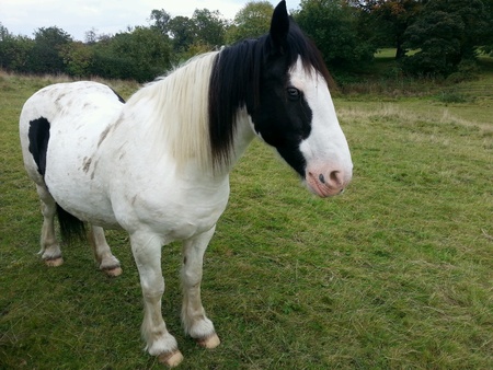 Horseの素材