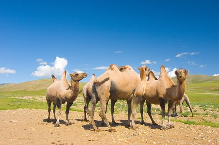 camels in the desertの写真素材