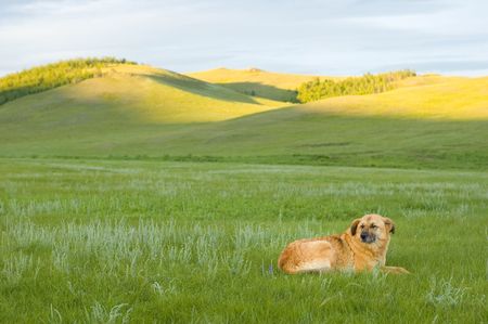 dog in fieldの写真素材