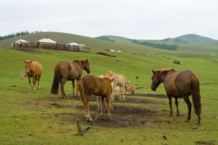 horsesの写真素材