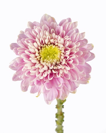 gerbera の写真素材