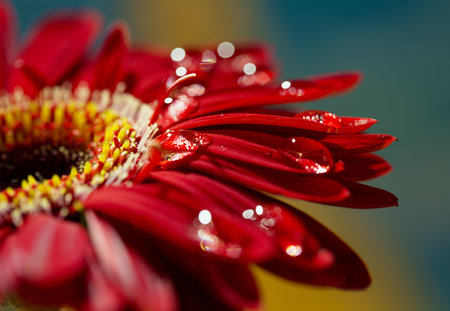 Macro photo of flower with water dropの写真素材