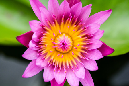 pink lotus close upの写真素材