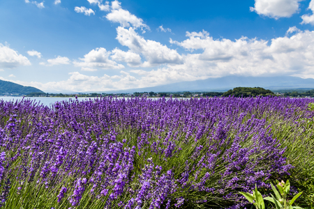 lavender fieldの写真素材