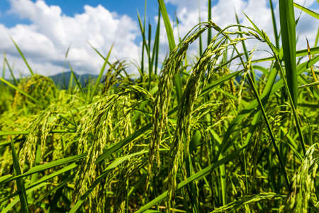 rice field in thailandの写真素材