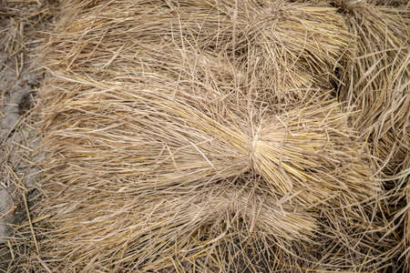 rice field in thailandの写真素材
