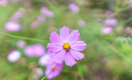 purple flowerの写真素材