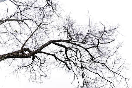 black white treeの写真素材