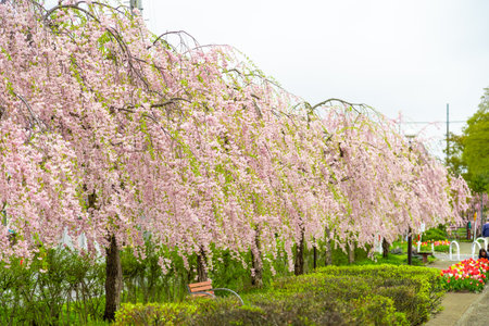 Weeping cherry trees in full bloom in the park in spring.の写真素材