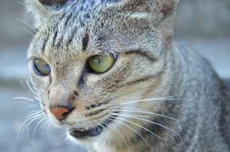 wild catの写真素材