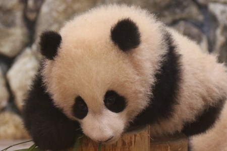 Panda close upの写真素材