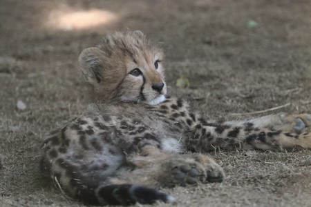 cheetahの写真素材
