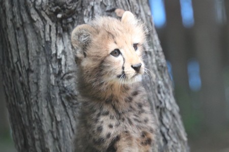 cheetahの写真素材