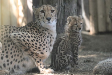 cheetahの写真素材