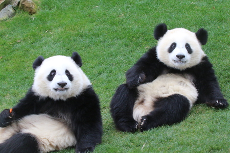 Giant Pandaの写真素材