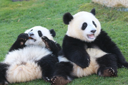 Giant Pandaの写真素材