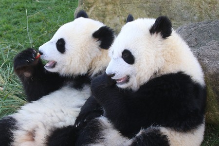 Giant Pandaの写真素材