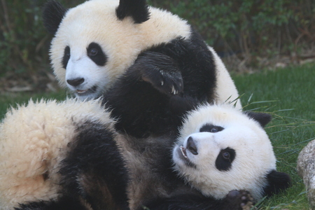 Giant Pandaの写真素材