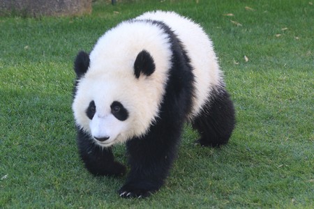 Giant Pandaの写真素材